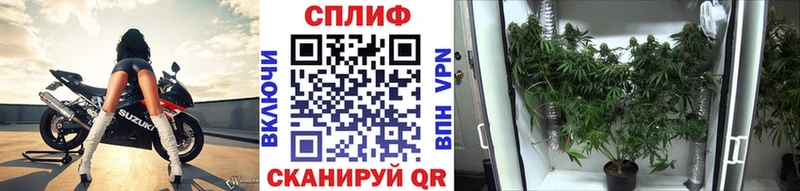 Каннабис OG Kush  Верхотурье 